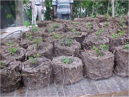 Rice Straw Briquette for Tree Nursery