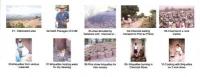 Photos