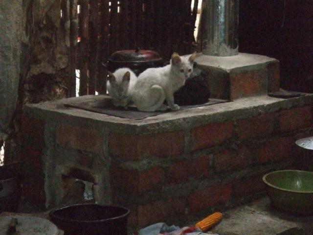CatsII