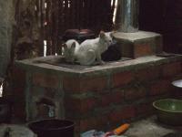 CatsII