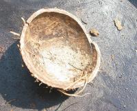 Coconut Palm and Husk