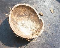 coconut shell