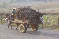 Transportando leña en Michoacán