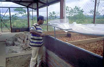 Drying Beans